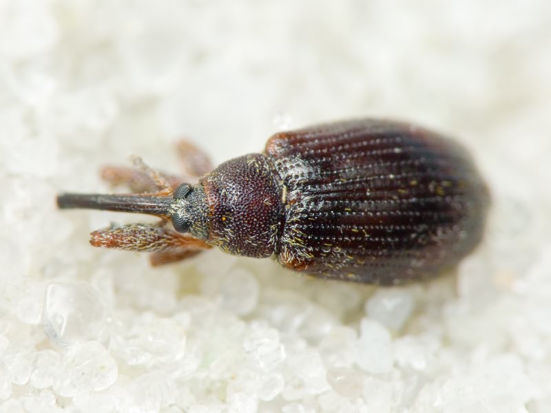 Anthonomus Germar, 1817